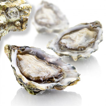 Verse oesters - Gillardeau M4 (Crassostrea gigas), ca. 75g per stuk, 24 stuks