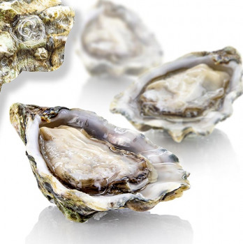 Verse oesters - Gillardeau M4 (Crassostrea gigas), ca. 75g per stuk, 12 stuks